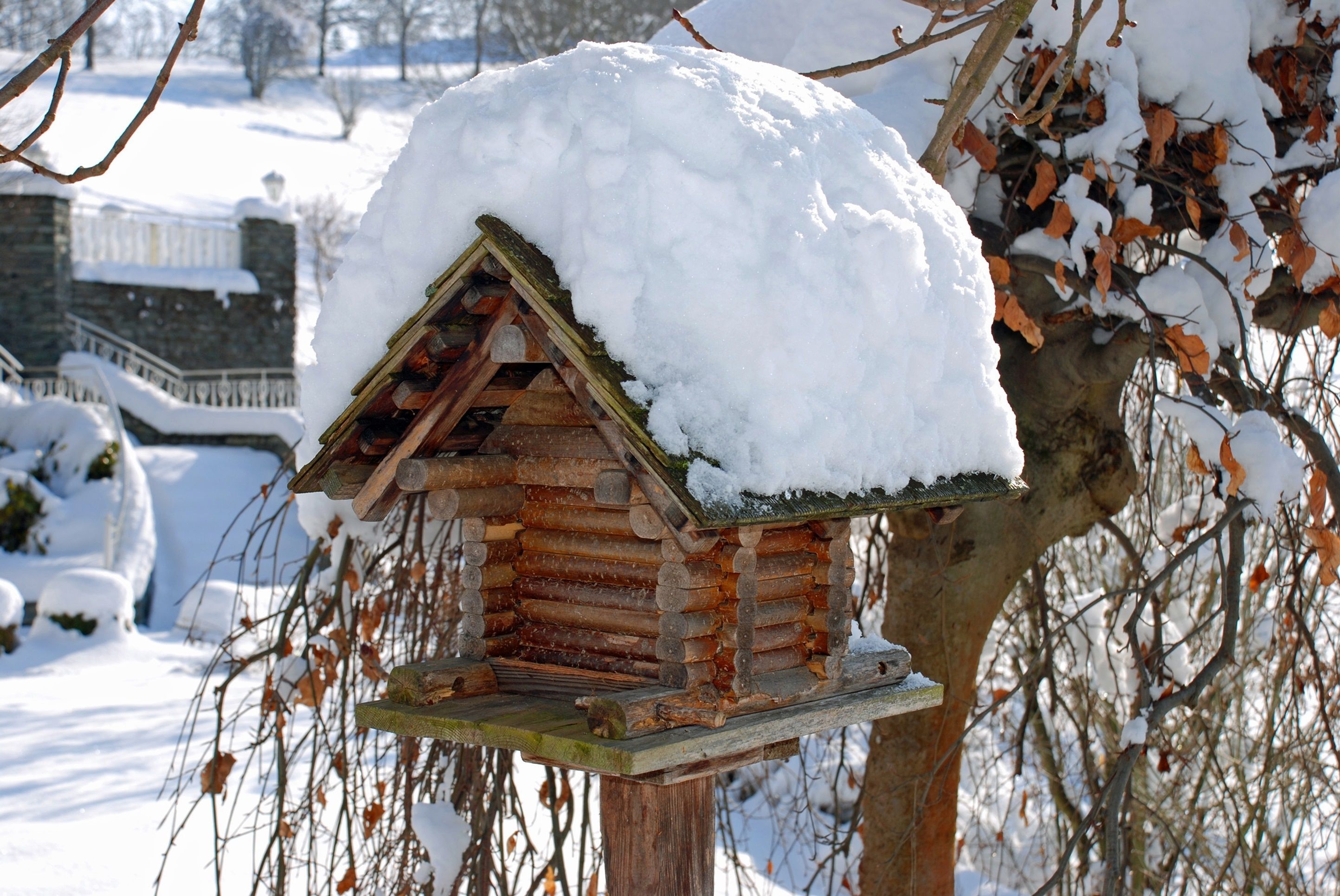 Ett fågelhus av trä, täckt av snö, som är fastsatt på ett träd.