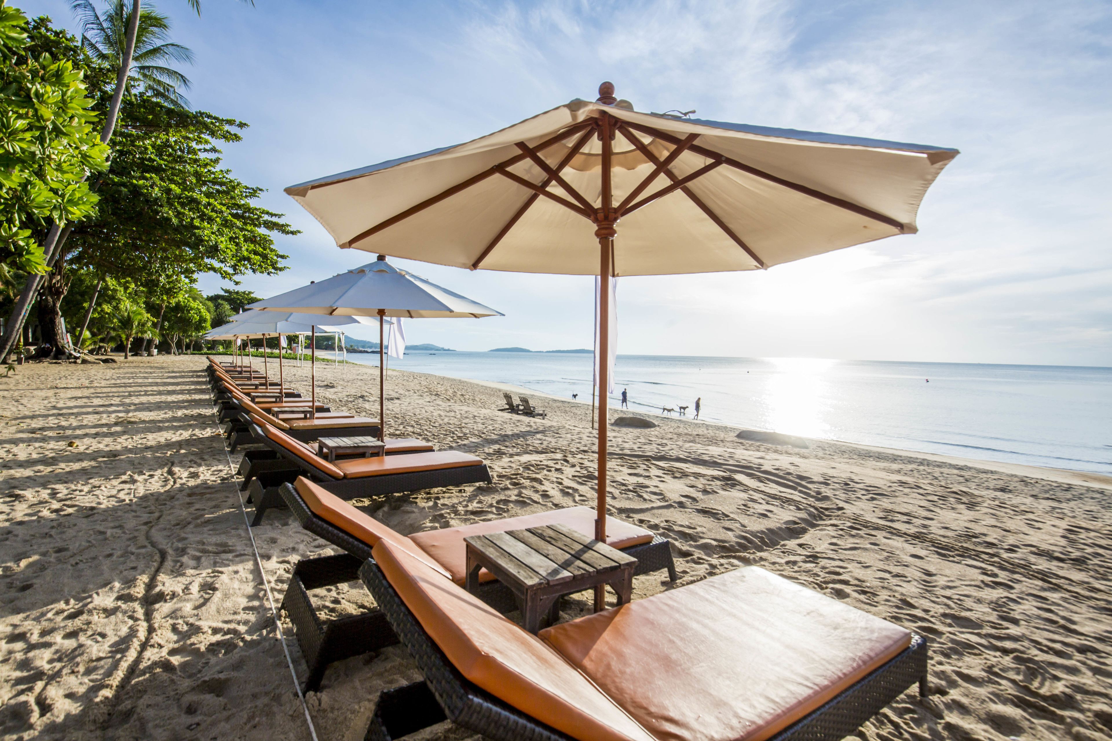 A beach with lounge chairs and umbrellas, a sandy shore, and palm trees.