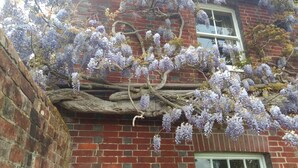 Edifício de tijolos com uma grande árvore crescendo na parede, com flores roxas.