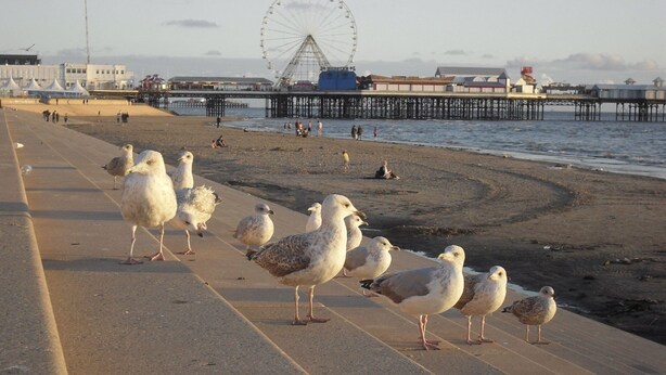 A seaside promenade with a seagull path, a pier, and a Ferris wheel in the background. - The Chorlton (Blackpool)