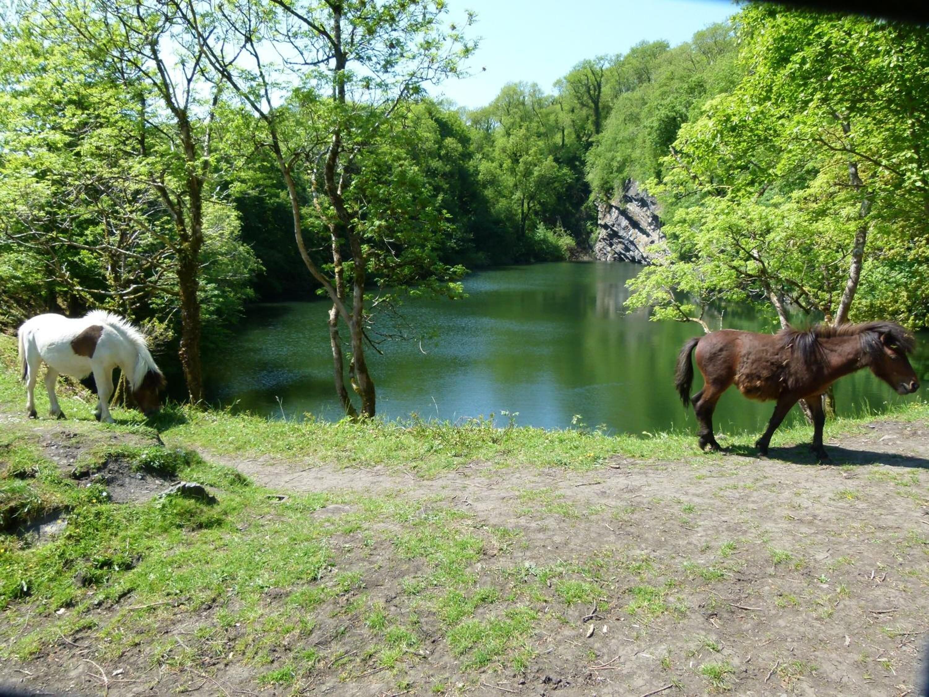 Twee paarden grazen vlakbij een rustig meer, omringd door dichte bomen.