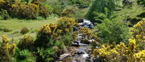 Un paisaje natural con un arroyo que serpentea por un valle rodeado de colinas verdes y arbustos con flores amarillas.