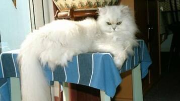 Un gatto bianco e soffice seduto su una sedia con una tovaglia azzurra e bianca a righe.