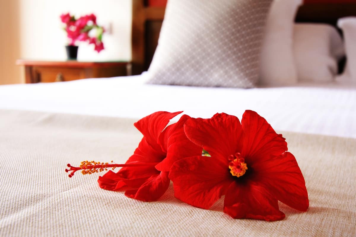 A bed with a white bedspread and two red hibiscus flowers.