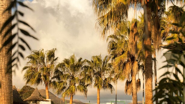 A tropical garden with palm trees, a pathway, and a building with a thatched roof. - Hotel Rural Finca de la Florida (San Bartolome)