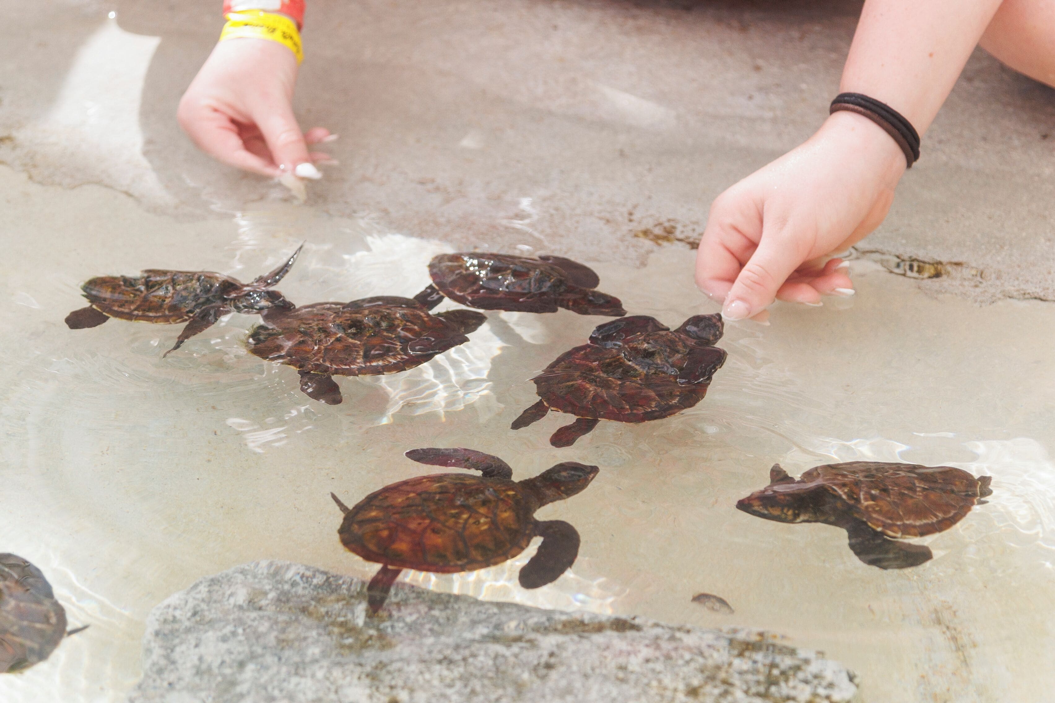A group of sea turtles in shallow water, with a person reaching out to touch one.