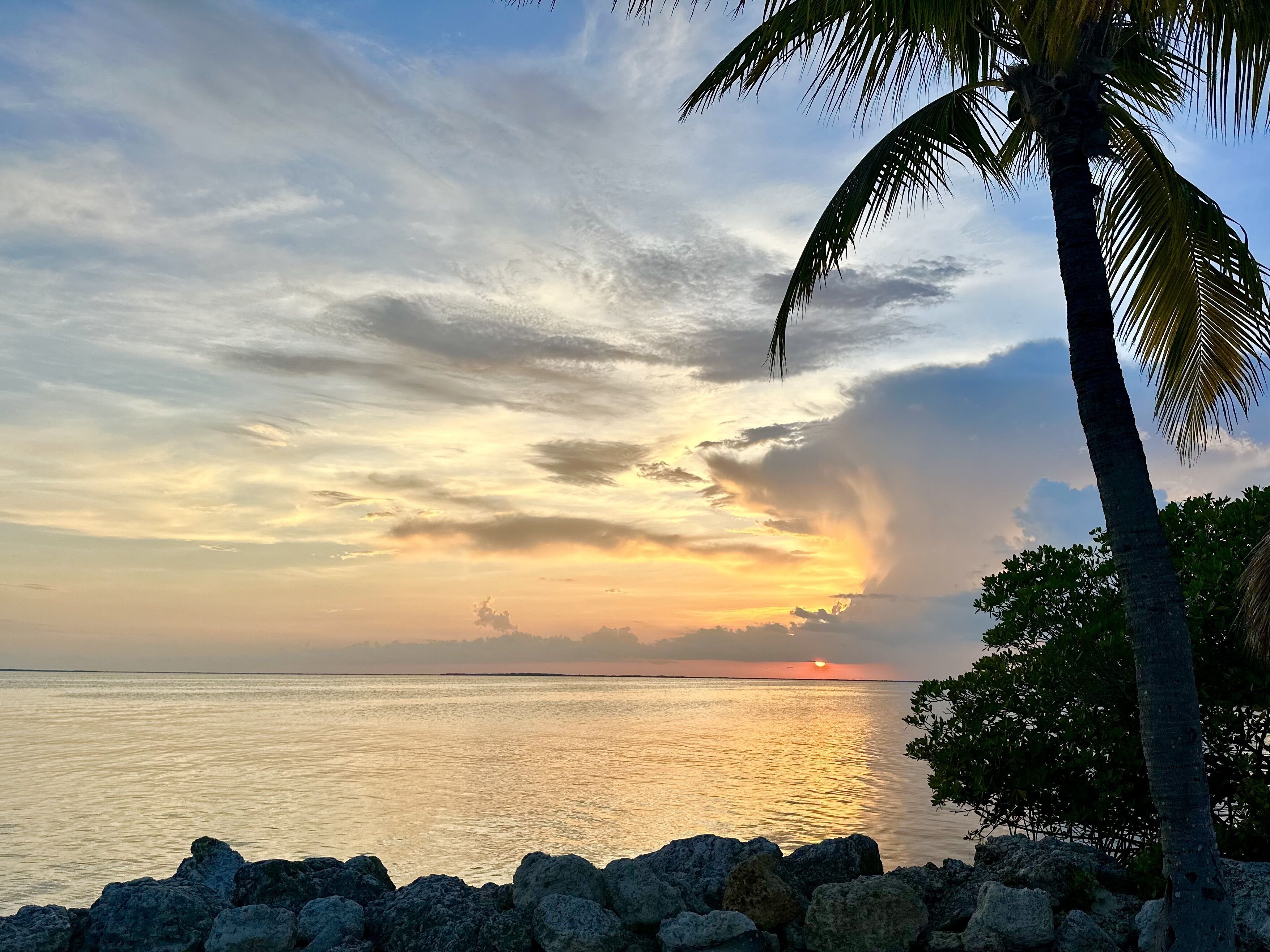 A coastal sunset view with a palm tree and rocky shoreline.