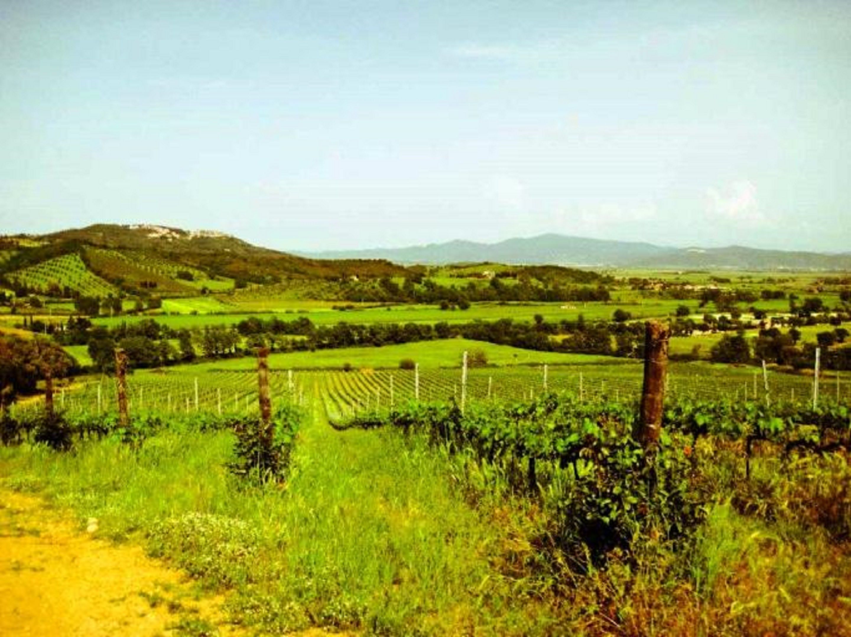A vineyard with rows of grapevines, a dirt path, and distant hills.