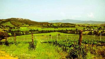 A vineyard with rows of grapevines, a dirt path, and distant hills.