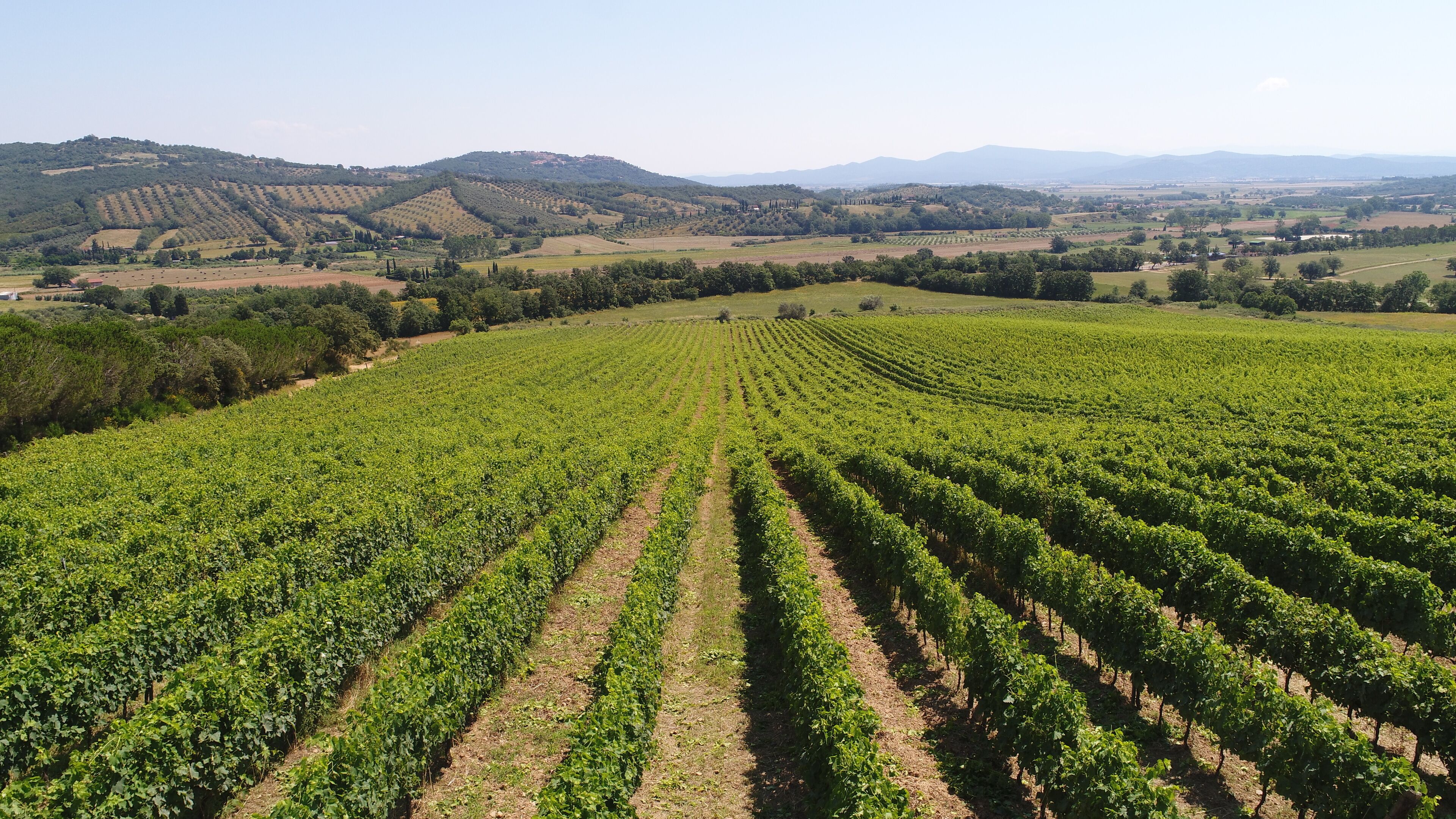 A vineyard with rows of grapevines extending towards a hilly landscape in the background.