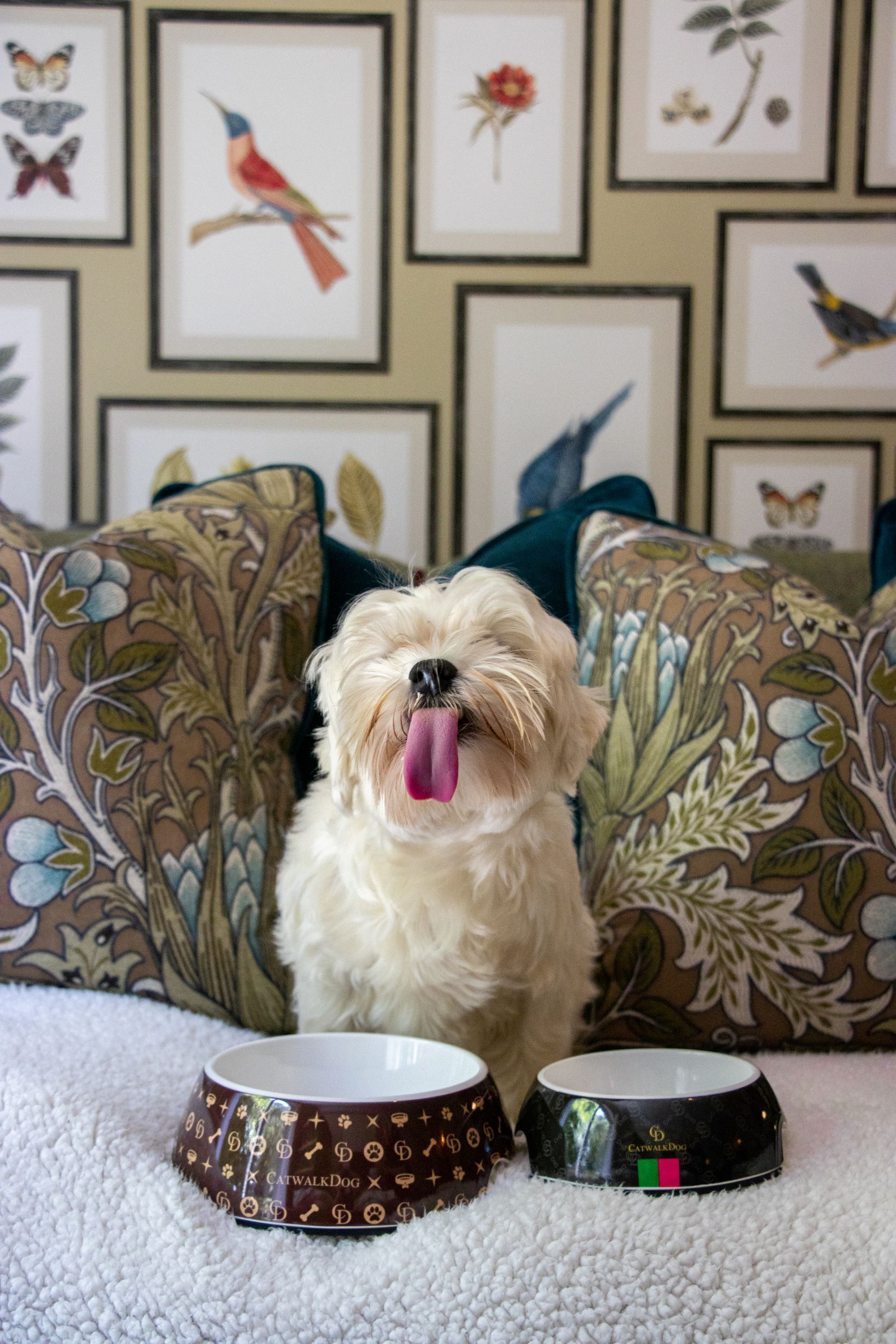 A dog sitting on a patterned couch with two bowls in front of it.