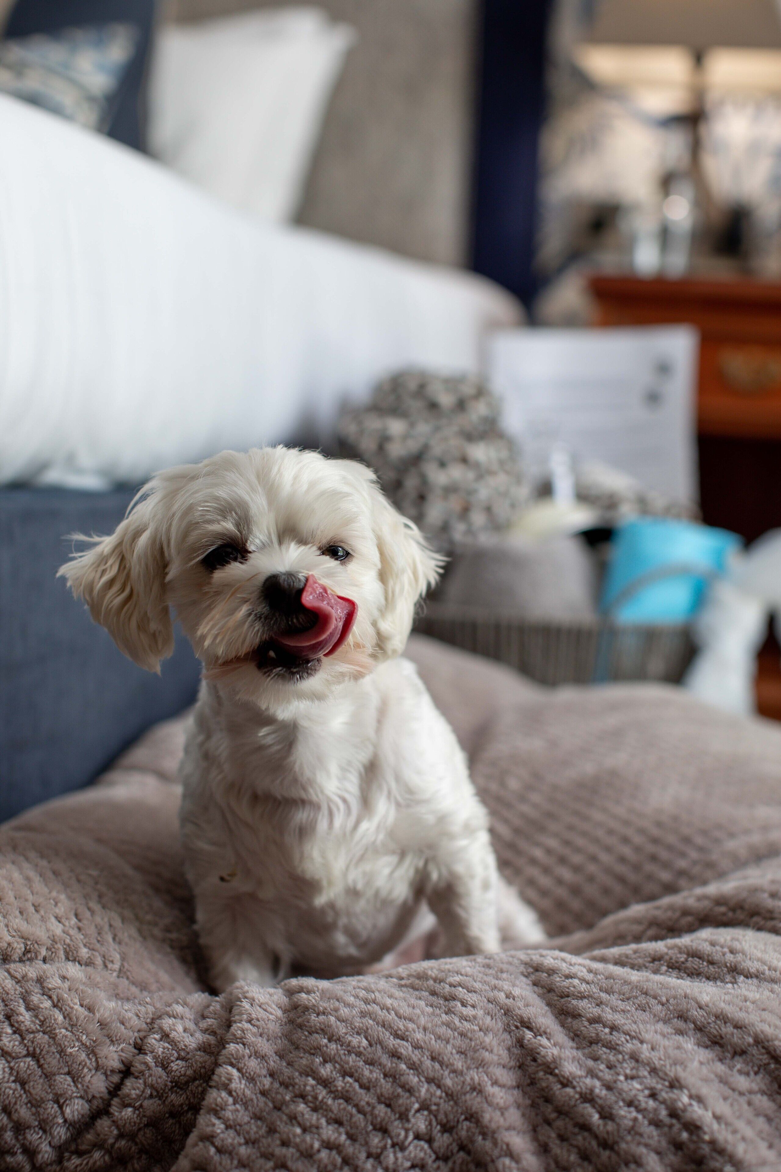 Un petit chien blanc est assis sur une couverture à motifs dans une pièce où l’on aperçoit un lit, des coussins et une commode à l’arrière-plan.