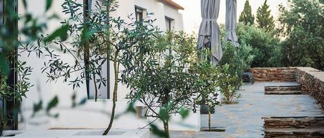 A courtyard with a white building, stone pathway, and outdoor umbrellas.