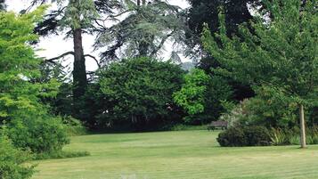 A well-maintained grassy area with a variety of trees and shrubs, including a prominent evergreen and a bush with purple flowers.