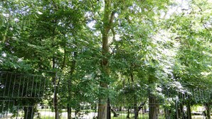 A large tree with a metal fence in the foreground. - The Old Vicarage Hotel (Leeds)