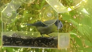 Ein Vogelhaus mit Saatgut und einem sitzenden Vogel.