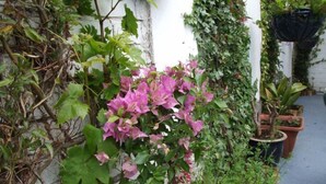A garden with a flowering plant in a pot, surrounded by other potted plants and climbing vines on a white wall. - The Braedene Lodge B&B (Paignton)