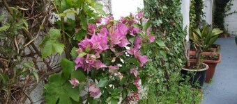 The Braedene Lodge B&B