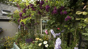 A garden with various flowers and a wooden bench. - The Old Brewhouse (Cirencester)