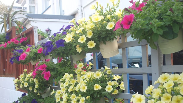 Property grounds - The Bronte (Paignton)