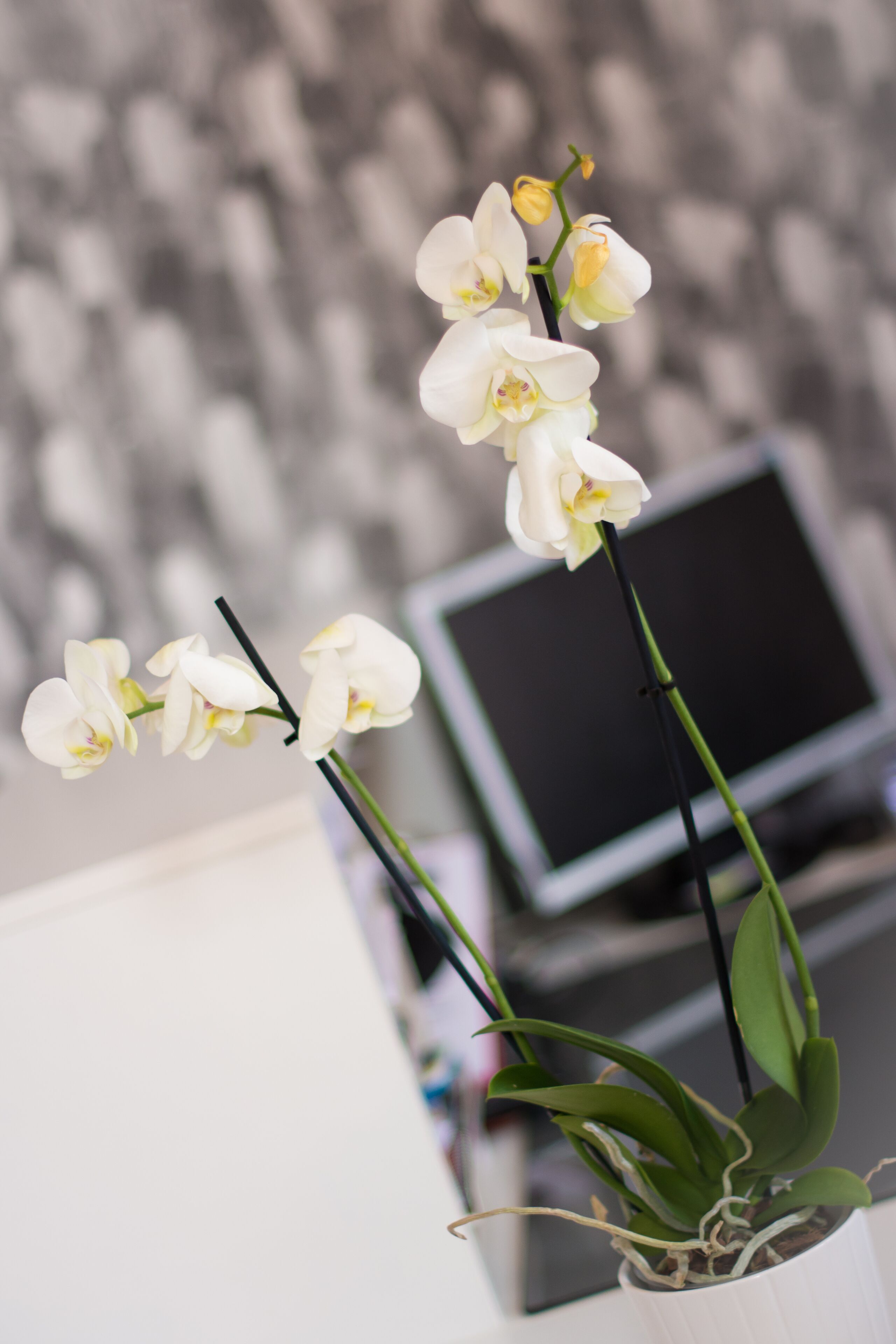 A potted orchid plant with a blurred background.