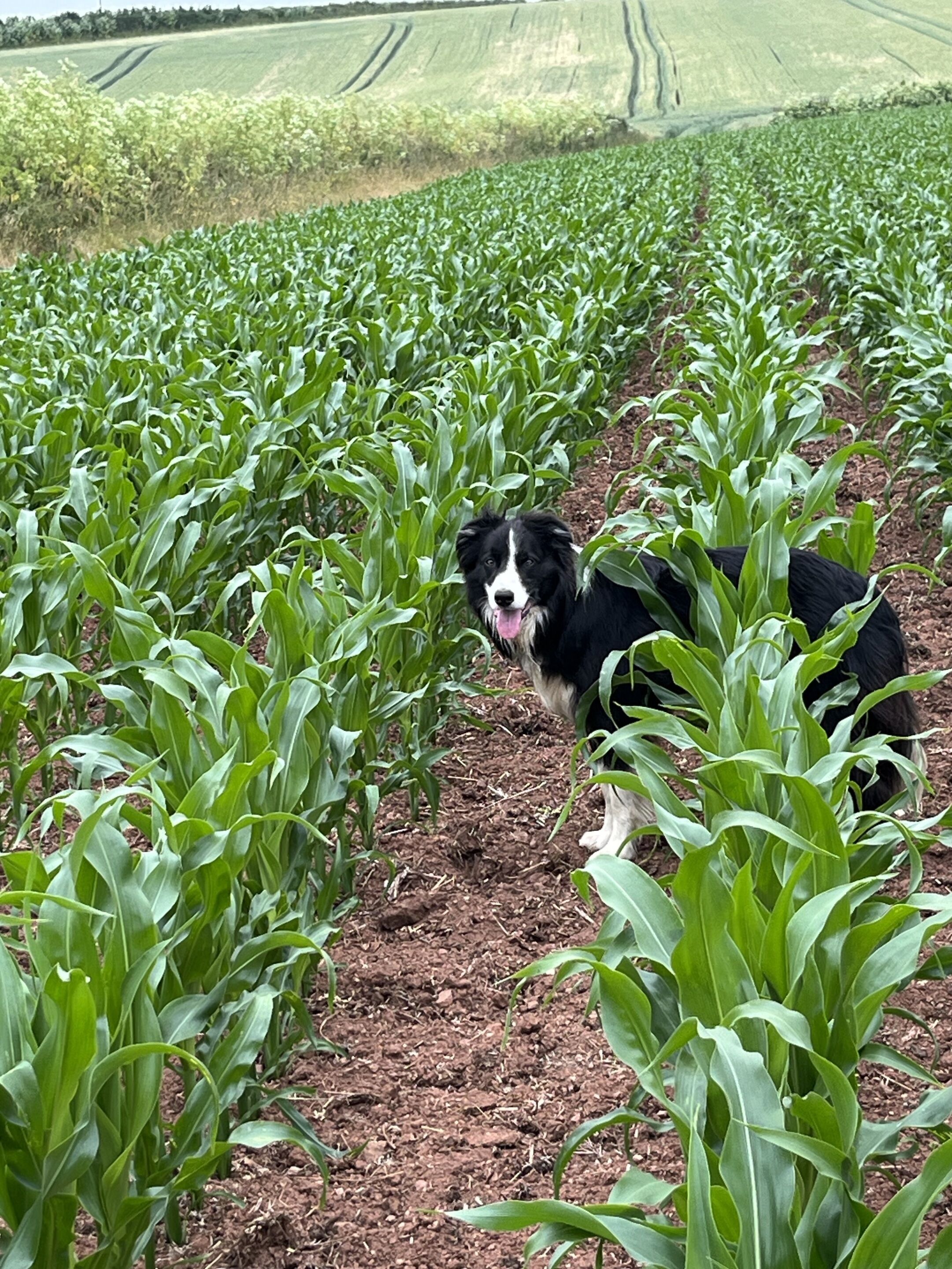 A dog standing in a field of green crops.