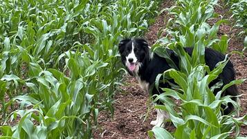 A dog standing in a field of green crops.
