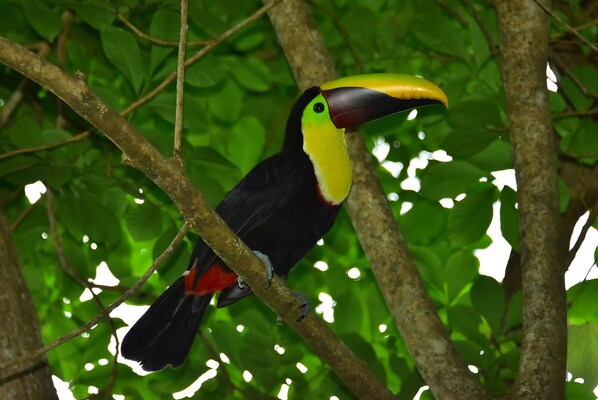A toucan perched on a tree branch. - Beach Break Resort (Jacó)