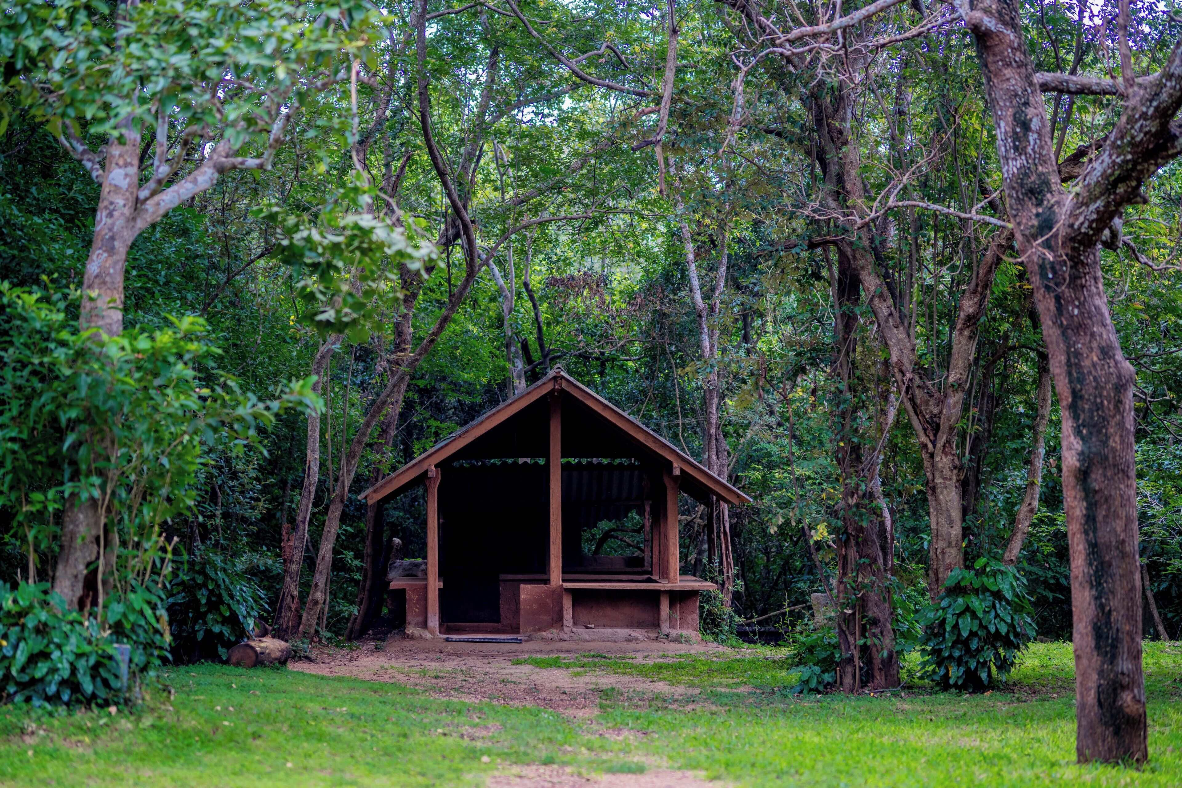 Una cabaña de madera rústica rodeada de un denso bosque.