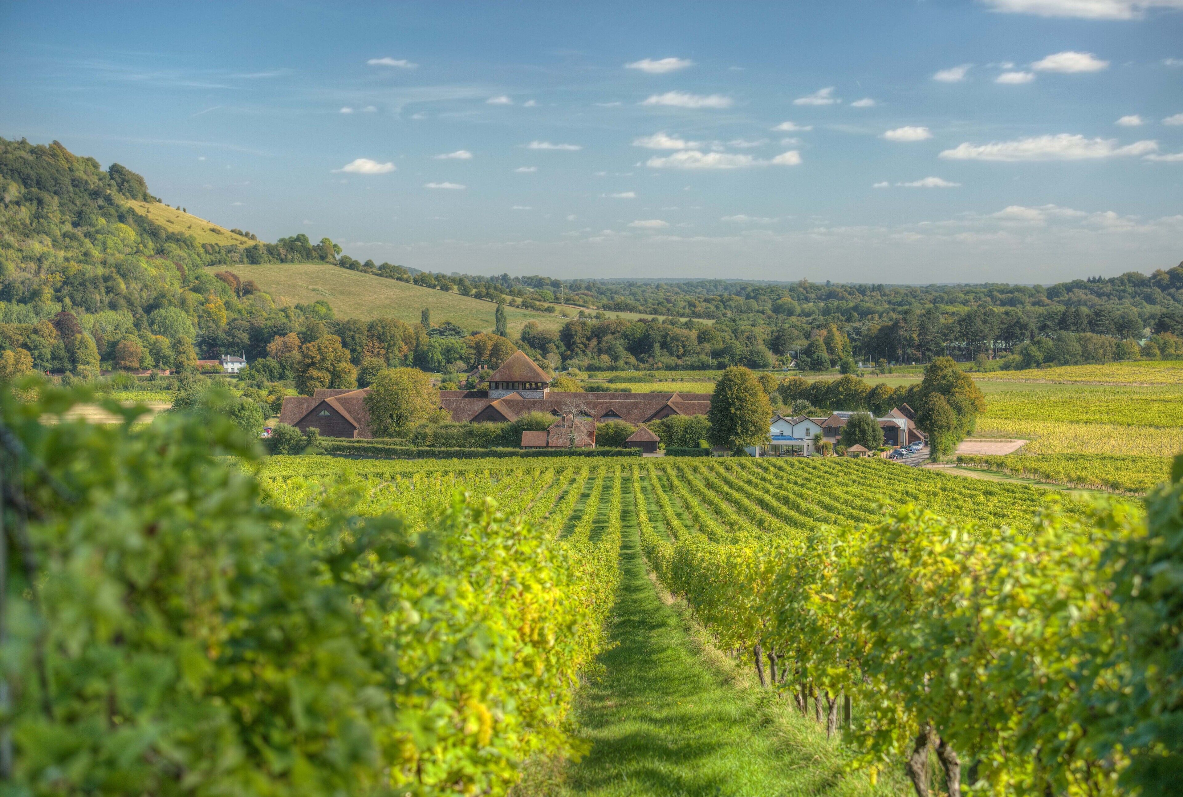 A vineyard with rows of grapevines, a farmhouse, and rolling hills in the background.