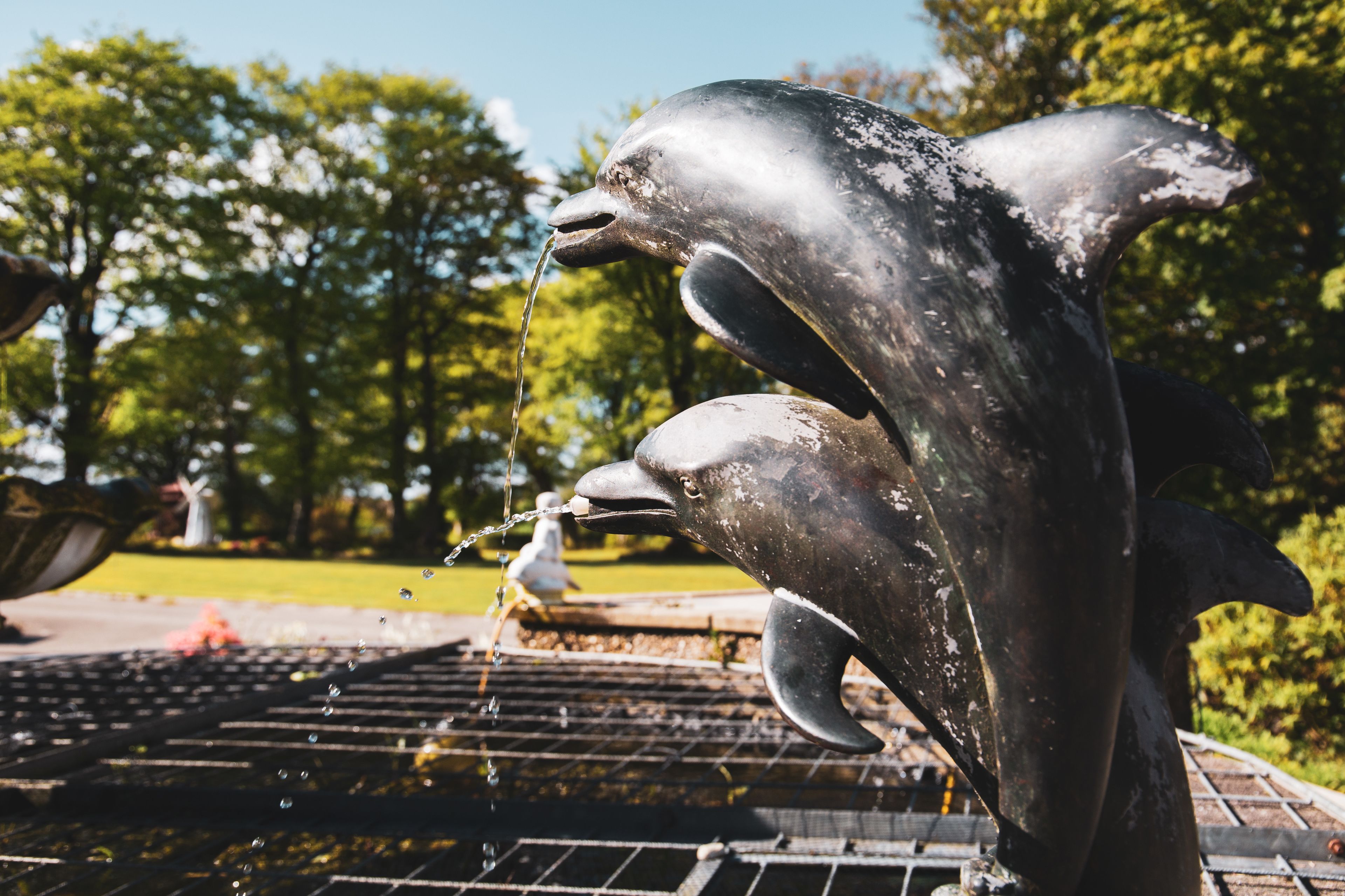A dolphin fountain sculpture with water flowing from its mouth.