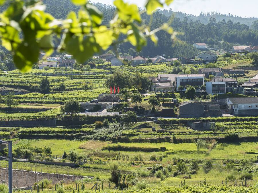 Viñedo con hileras de vides, un cartel que indica 'Meano Dena' y una combinación de edificios tradicionales y modernos.