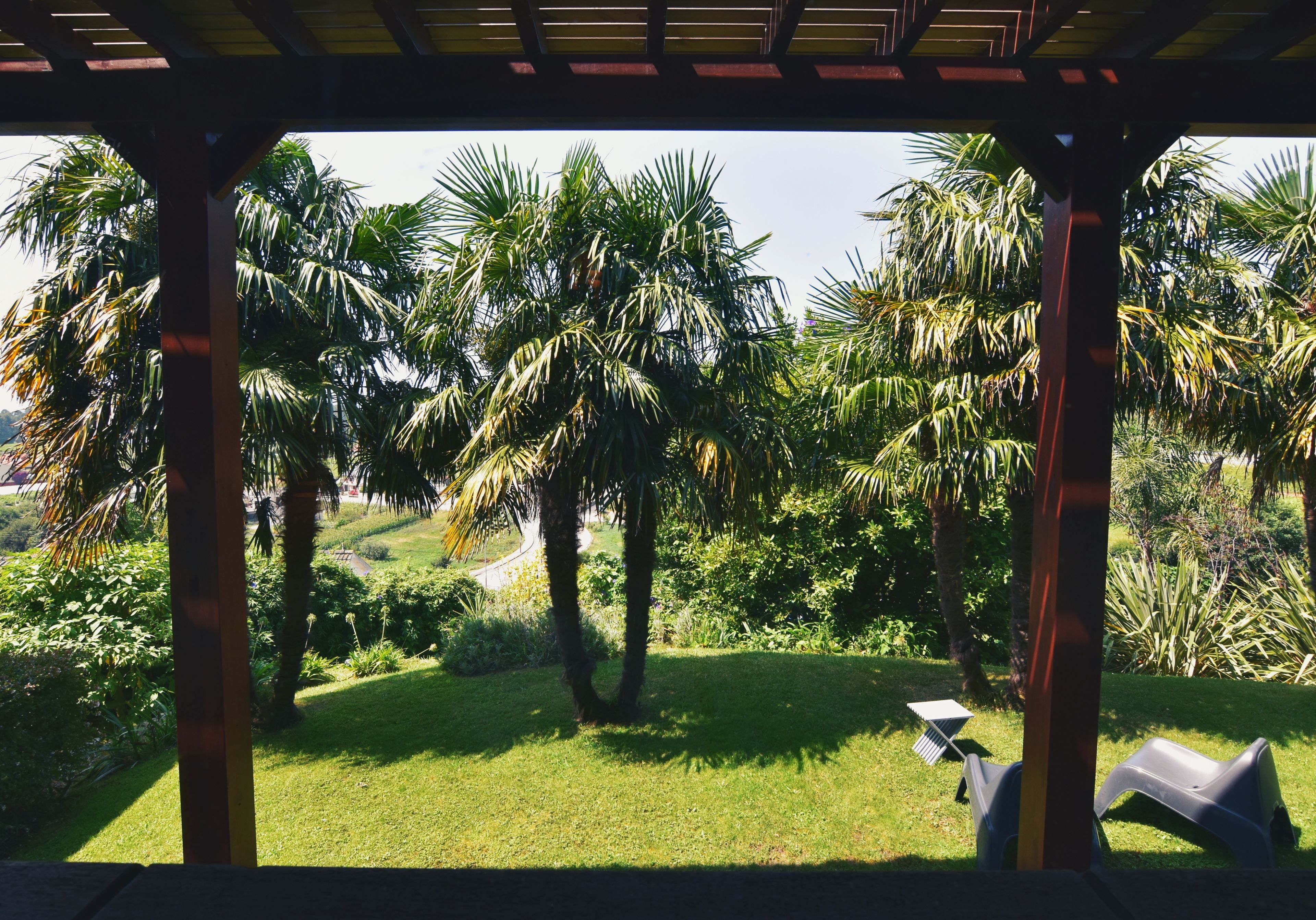 A covered outdoor area with palm trees and a grassy lawn.