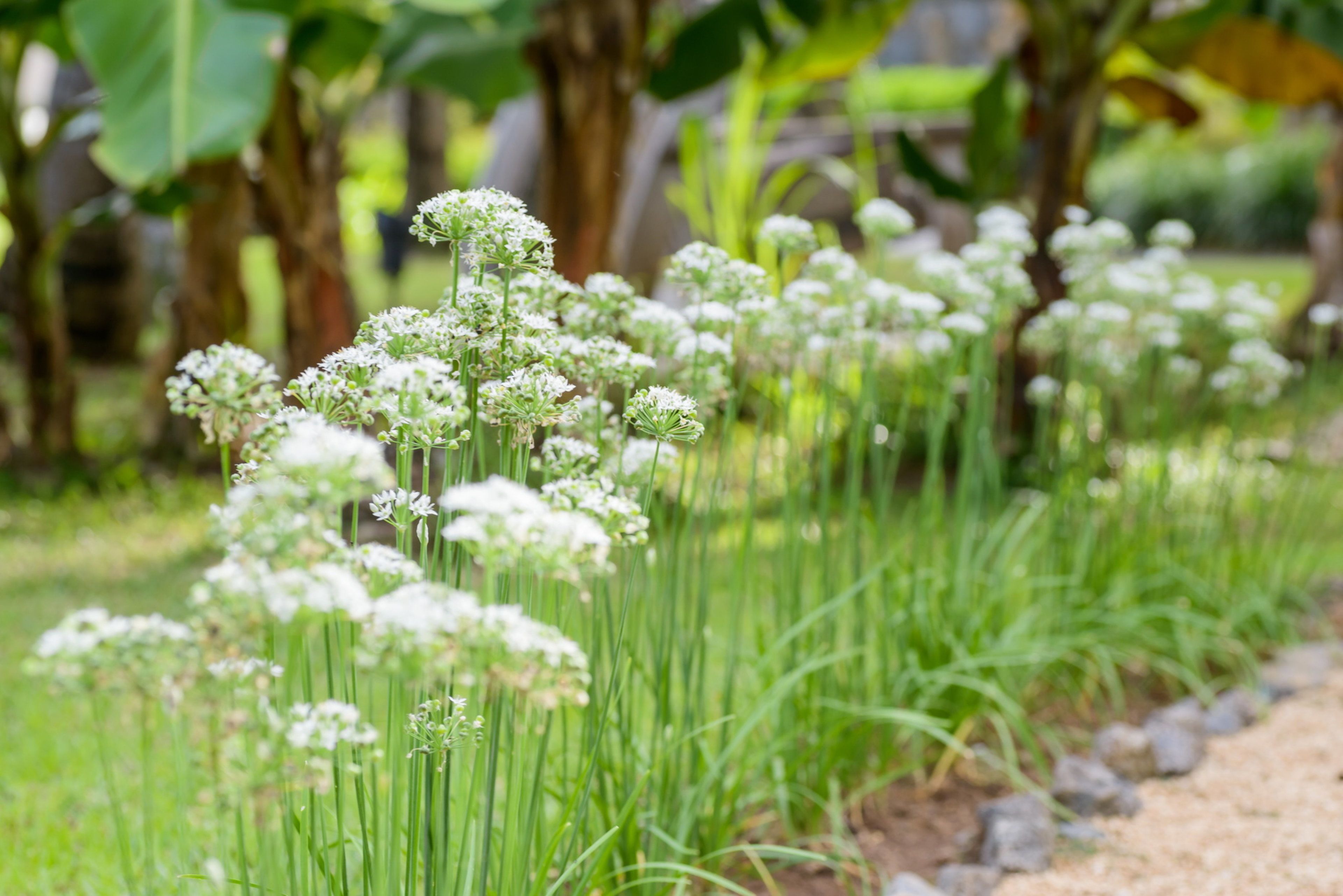 A garden with tall green plants and white flowers.