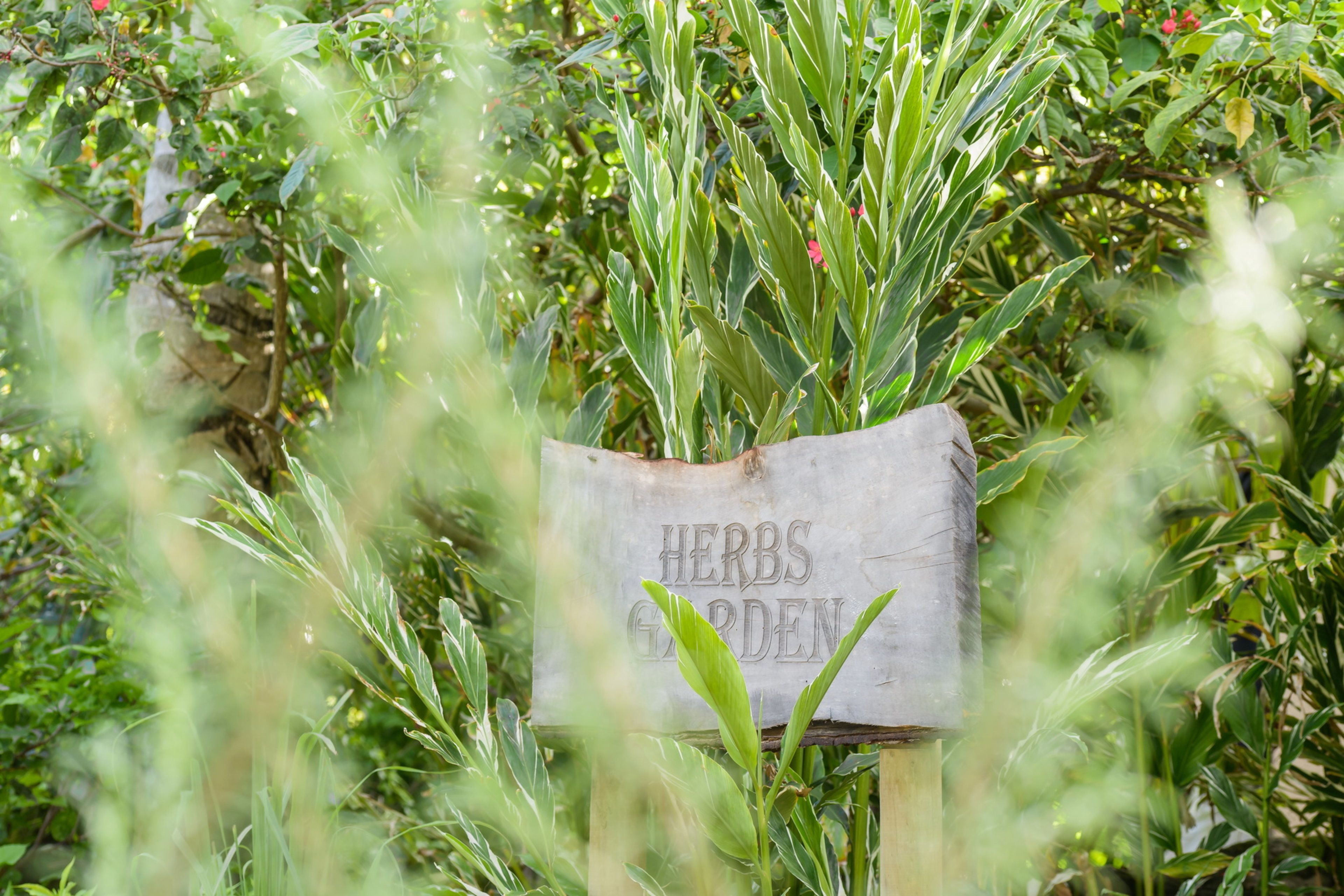 Un panneau indiquant « Jardin d’herbes aromatiques » se dressait au milieu d’une végétation luxuriante.