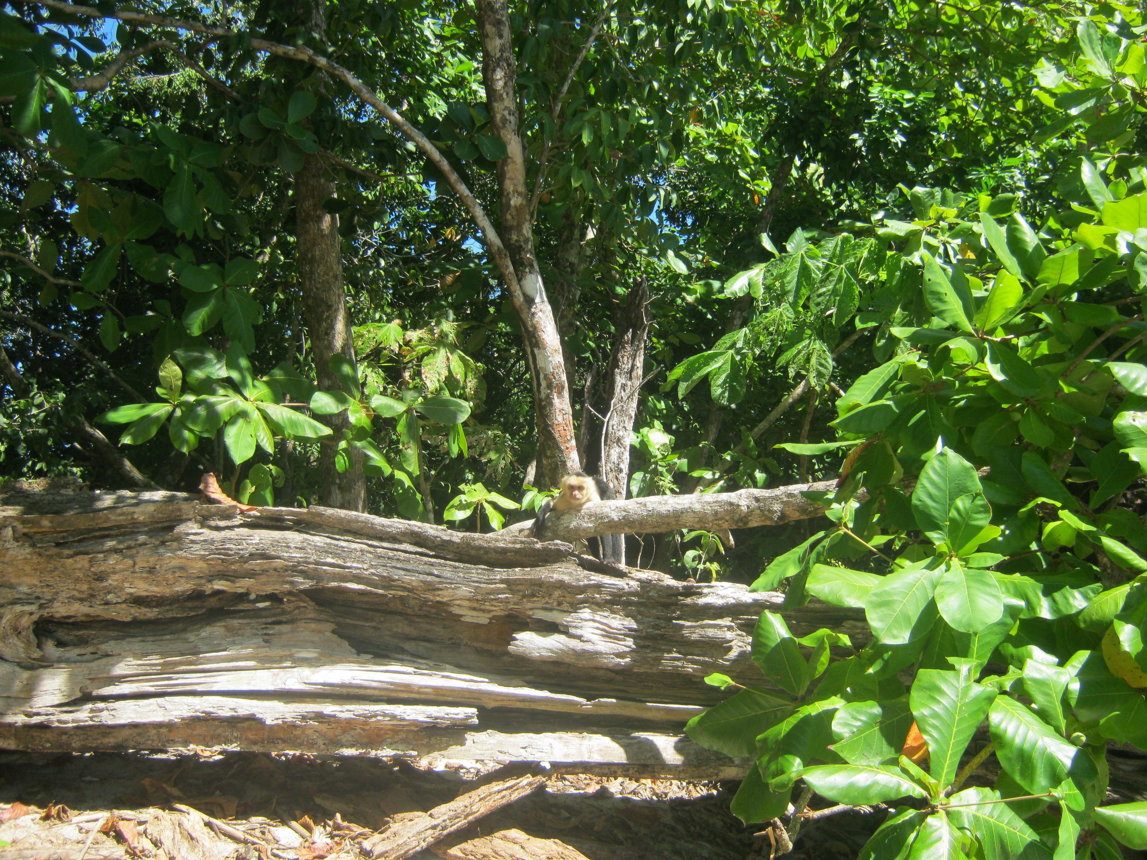 A natural setting with a fallen tree, dense foliage, and a clear sky.
