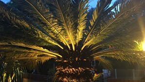 Een palmboom met verlichte bladeren, voor een heldere lucht.