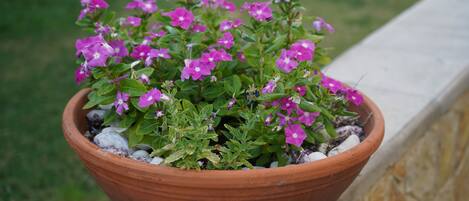 A terracotta pot with pink flowers on a stone ledge.