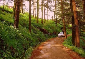 View from property - (Shimla)