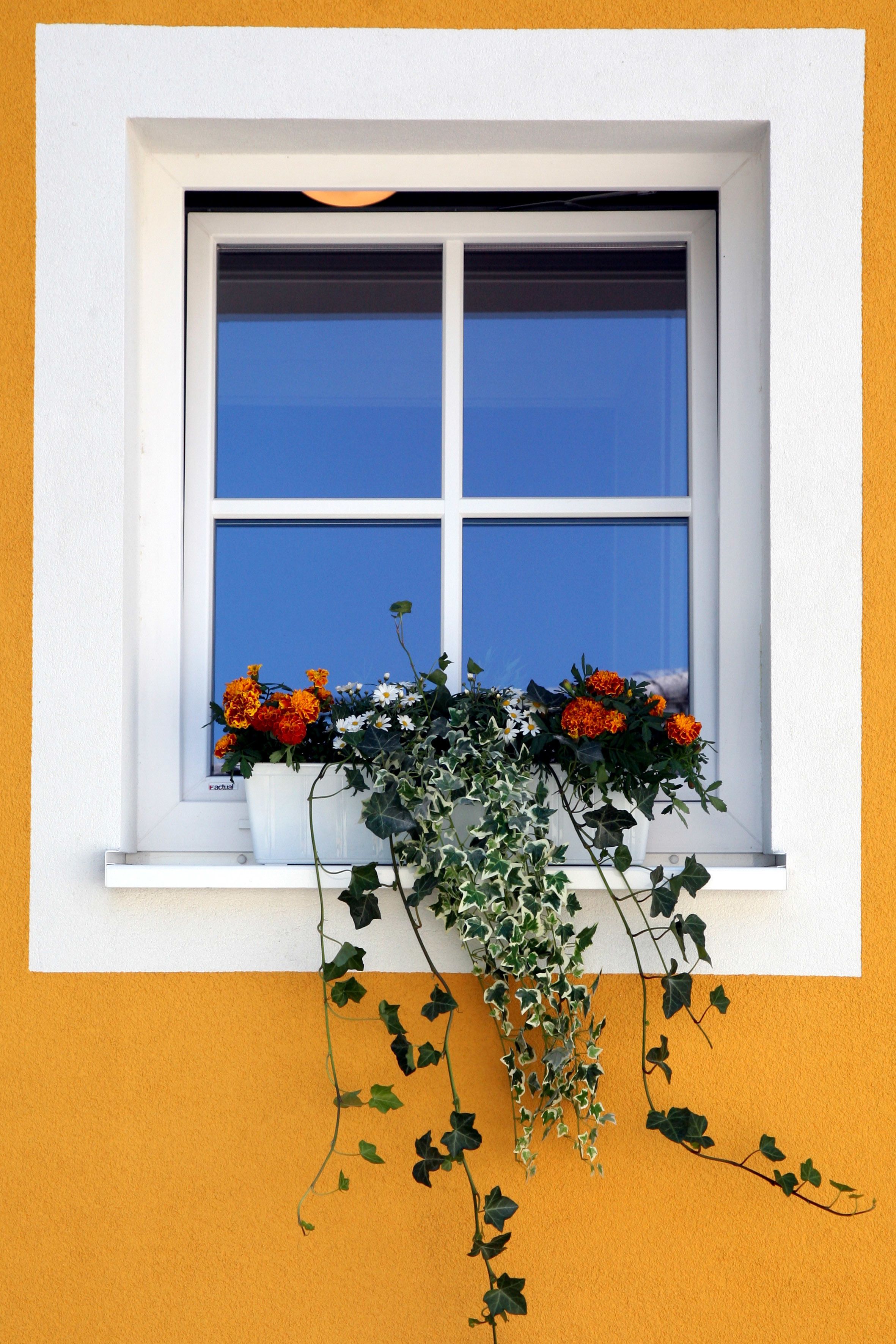 Una ventana con marco blanco y interior azul, decorada con una maceta con flores anaranjadas y blancas, e hiedra creciendo en el exterior.