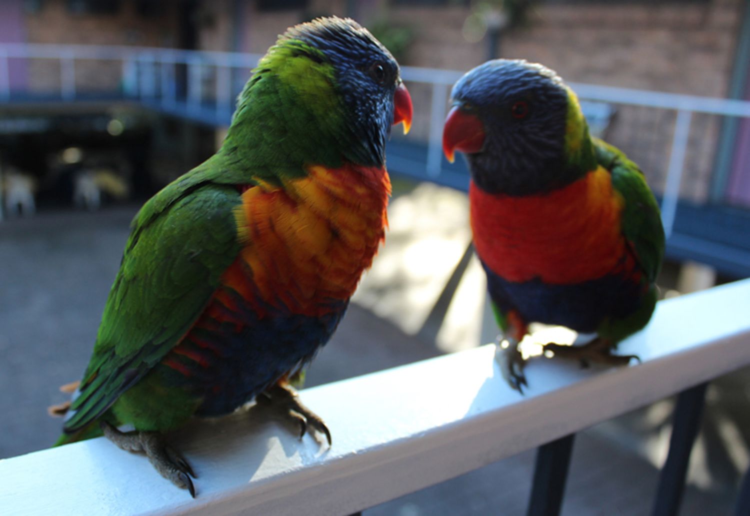 Two colorful parrots perched on a railing.
