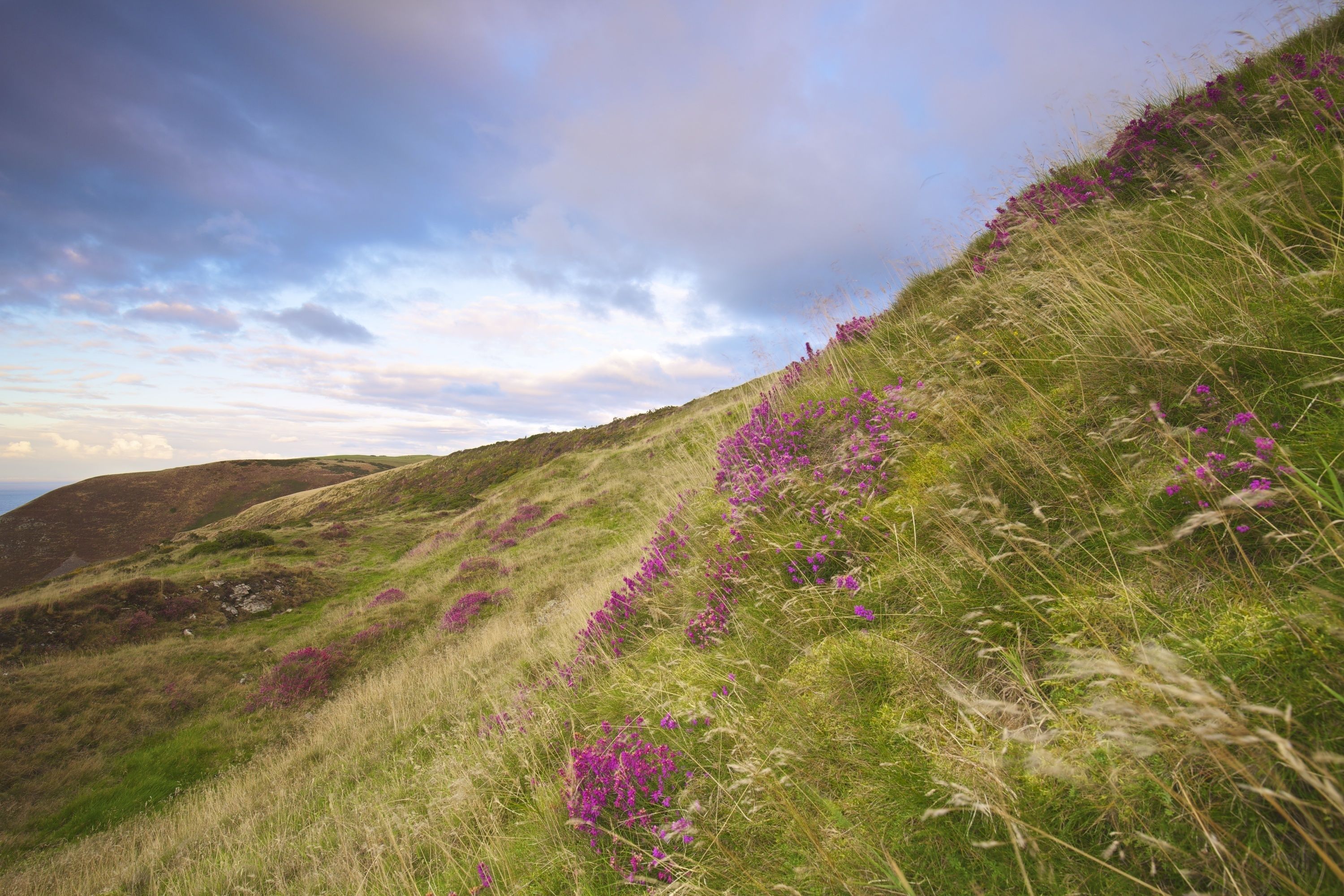 A grassy hillside with purple flowers and a clear sky.