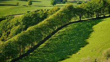 Superior Room, 1 King Bed | View from room