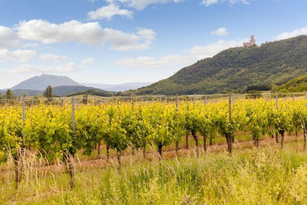 A vineyard with rows of grapevines, a hill with a building, and a clear sky.