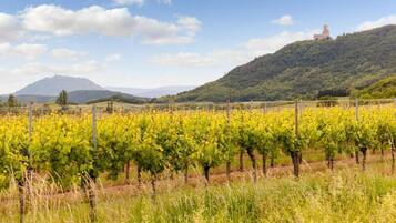 A vineyard with rows of grapevines, a hill with a building, and a clear sky.