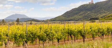 A vineyard with rows of grapevines and a castle on a hill in the background.