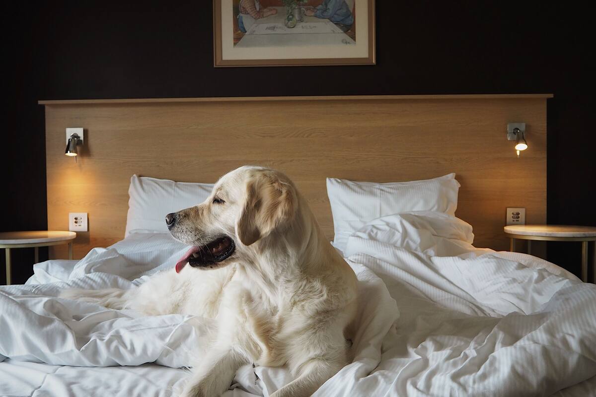 standard quadruple room | 1 bedroom, in-room safe, desk, blackout curtains