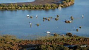 A river with several small islands and a few animals visible. - Hôtel Terriciaë aux portes de Maussane les Alpilles (Mouries)