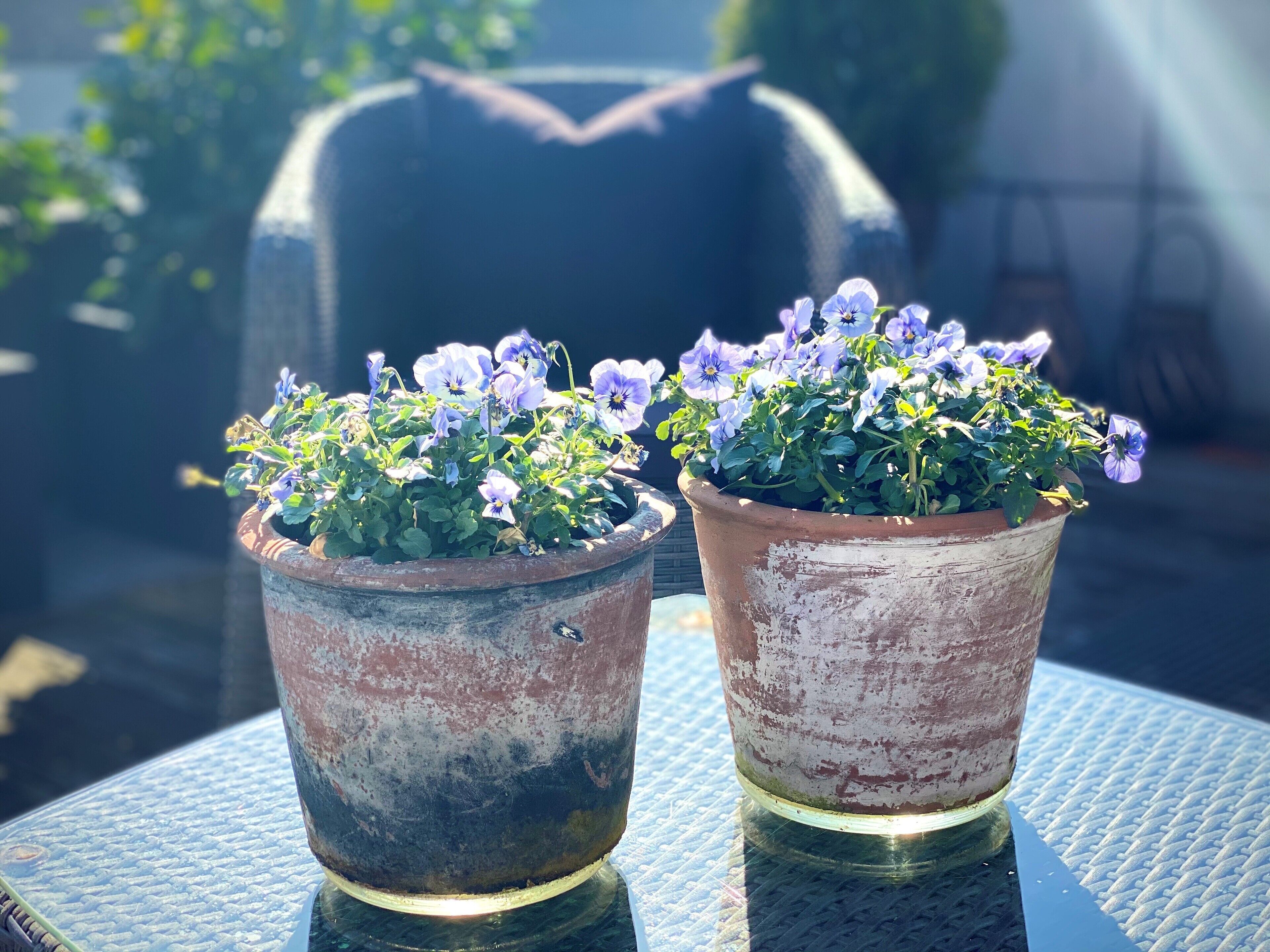 Deux plantes en pot, fleuries, sont posées sur une table.