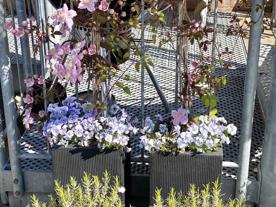 Un jardín con plantas y flores en macetas, incluyendo flores rosadas y flores azules, dispuesto sobre una terraza de madera.